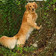 Callie joined the competition — help win amazing prizes! golden_retriever, dog, tree, nature, greenery, outdoor, animal, pet, brown_fur, curious, standing, paw, fence, leaf, forest_floor, canine, mammal, garden, trunk, flora