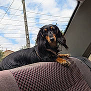 Channel a rejoint le concours — aidez-le/la à gagner de superbes lots ! dog, dachshund, long_hair, car_interior, backseat, seatbelt, window, sky, clouds, power_lines, pet, animal, fur, outdoor_view, resting, curious, brown_black_fur, collar, looking, domestic_animal