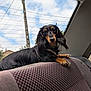 dog, dachshund, long_hair, car_interior, backseat, seatbelt, window, sky, clouds, power_lines, pet, animal, fur, outdoor_view, resting, curious, brown_black_fur, collar, looking, domestic_animal