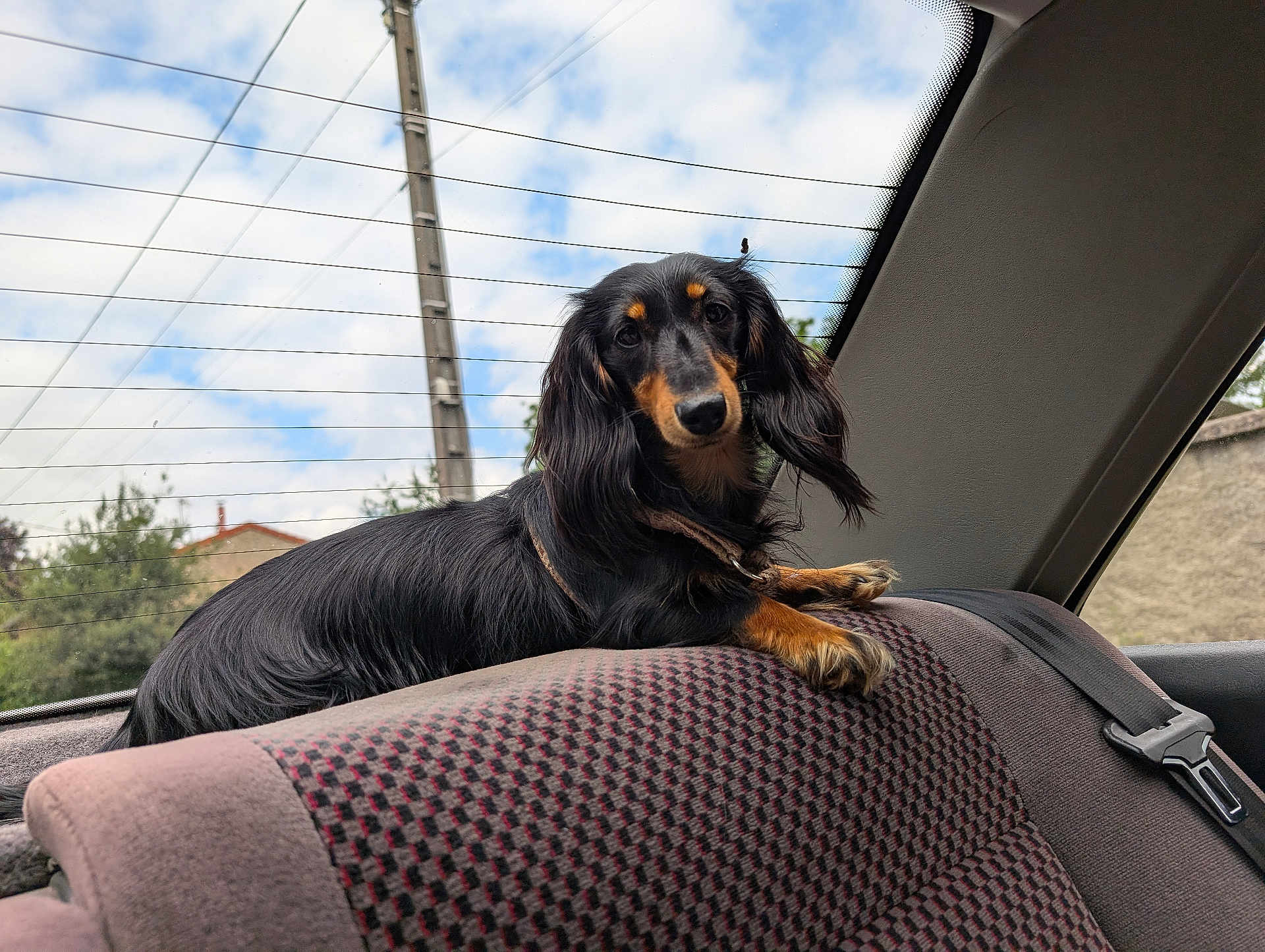 Channel a rejoint le concours — aidez-le/la à gagner de superbes lots ! dog, dachshund, long_hair, car_interior, backseat, seatbelt, window, sky, clouds, power_lines, pet, animal, fur, outdoor_view, resting, curious, brown_black_fur, collar, looking, domestic_animal