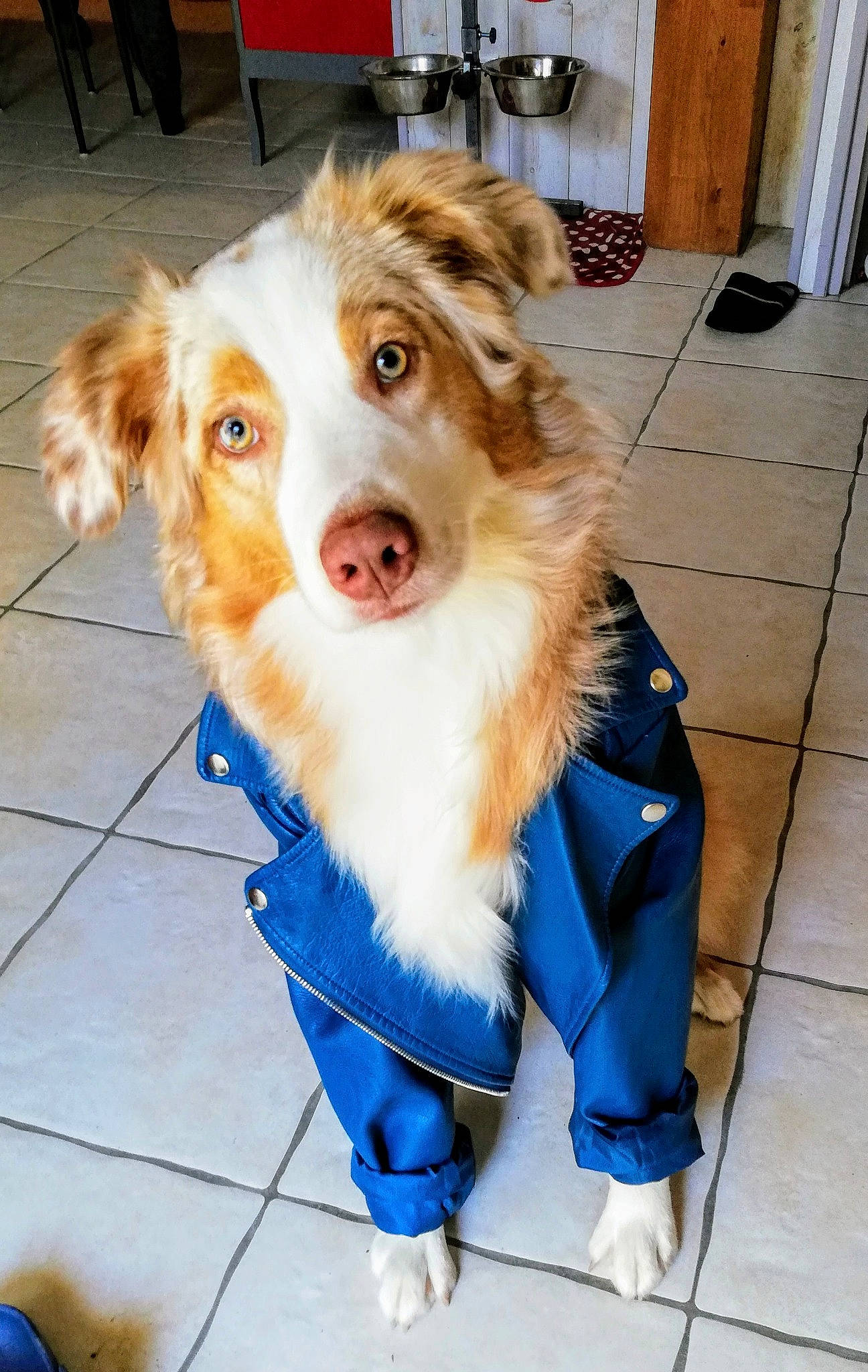 Roméo a rejoint le concours — aidez-le/la à gagner de superbes lots ! canidae, carnivore, chair, collar, companion_dog, dog, dog_breed, dog_clothes, dog_collar, dog_supply, electric_blue, fawn, flooring, fur, herding_dog, leash, snout, toy_dog, whiskers, working_animal