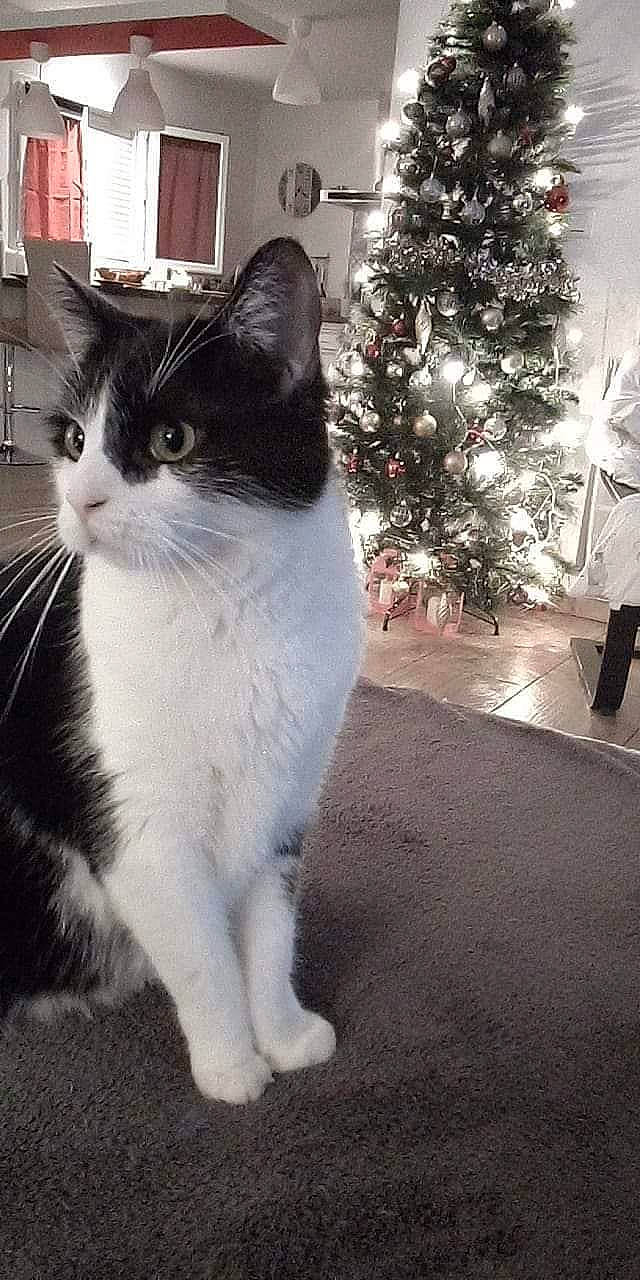 Happy a rejoint le concours — aidez-le/la à gagner de superbes lots ! aegean_cat, american_wirehair, black_and_white, carnivore, cat, domestic_short_haired_cat, european_shorthair, felidae, fur, japanese_bobtail, kitten, mammal, norwegian_forest_cat, plant, polydactyl_cat, small_to_medium_sized_cats, snout, tail, tree, whiskers