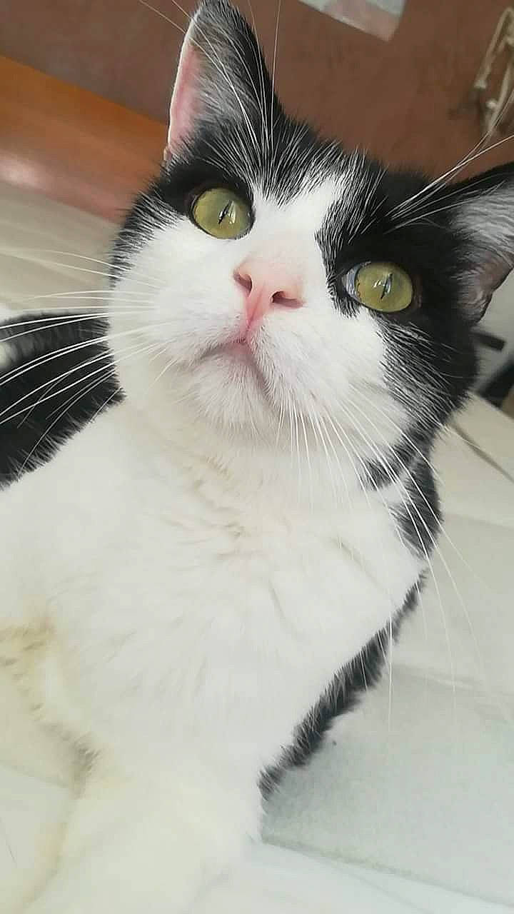 Happy a rejoint le concours — aidez-le/la à gagner de superbes lots ! aegean_cat, american_wirehair, black_and_white, carnivore, cat, domestic_short_haired_cat, european_shorthair, eye, felidae, fur, japanese_bobtail, kitten, mammal, nose, small_to_medium_sized_cats, snout, turkish_van, whiskers