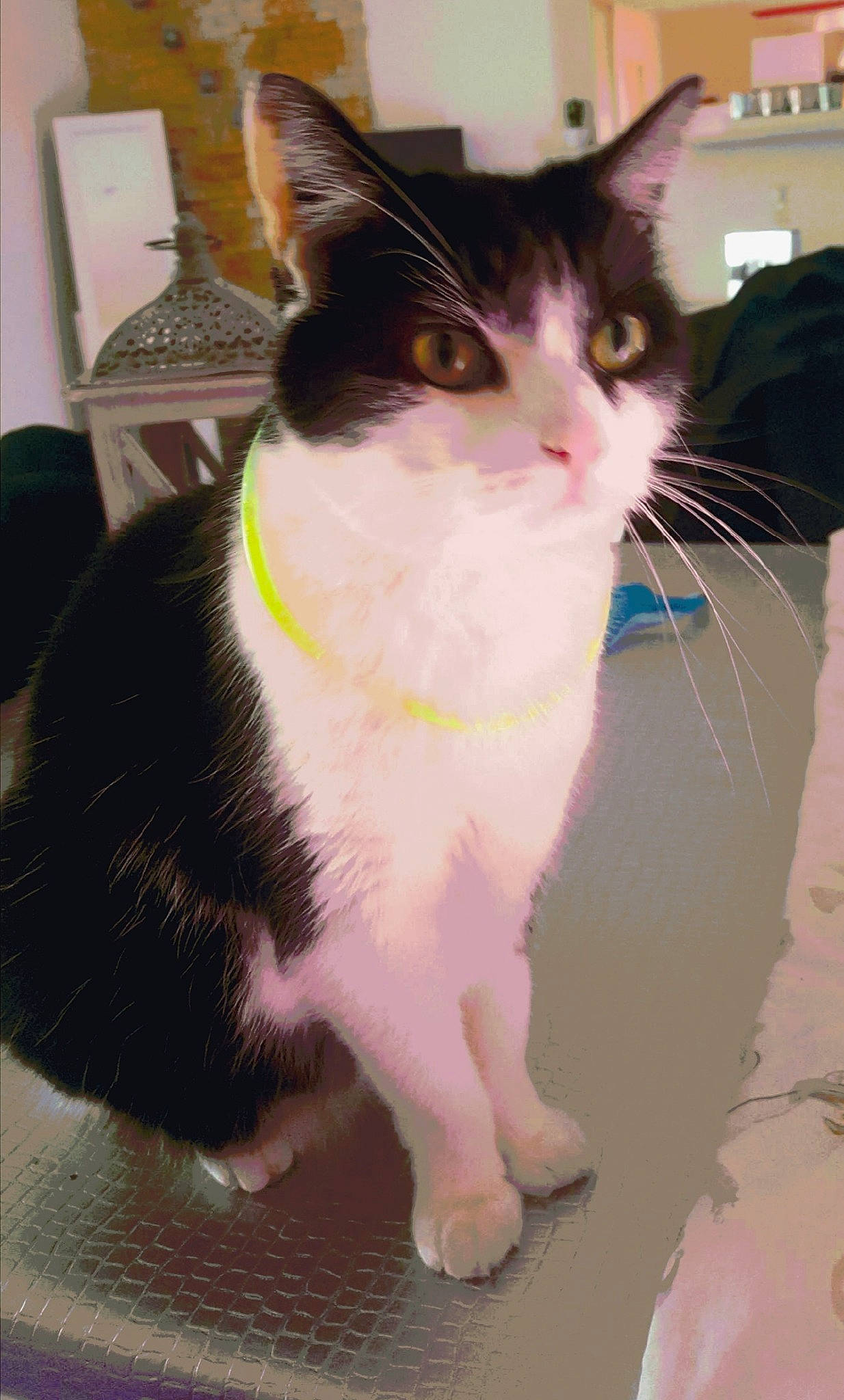 Happy participe au concours pour gagner de l'argent avec cette photo : aegean_cat, american_wirehair, asian, carnivore, cat, domestic_short_haired_cat, european_shorthair, felidae, fur, japanese_bobtail, kitten, polydactyl_cat, small_to_medium_sized_cats, snout, tail, whiskers