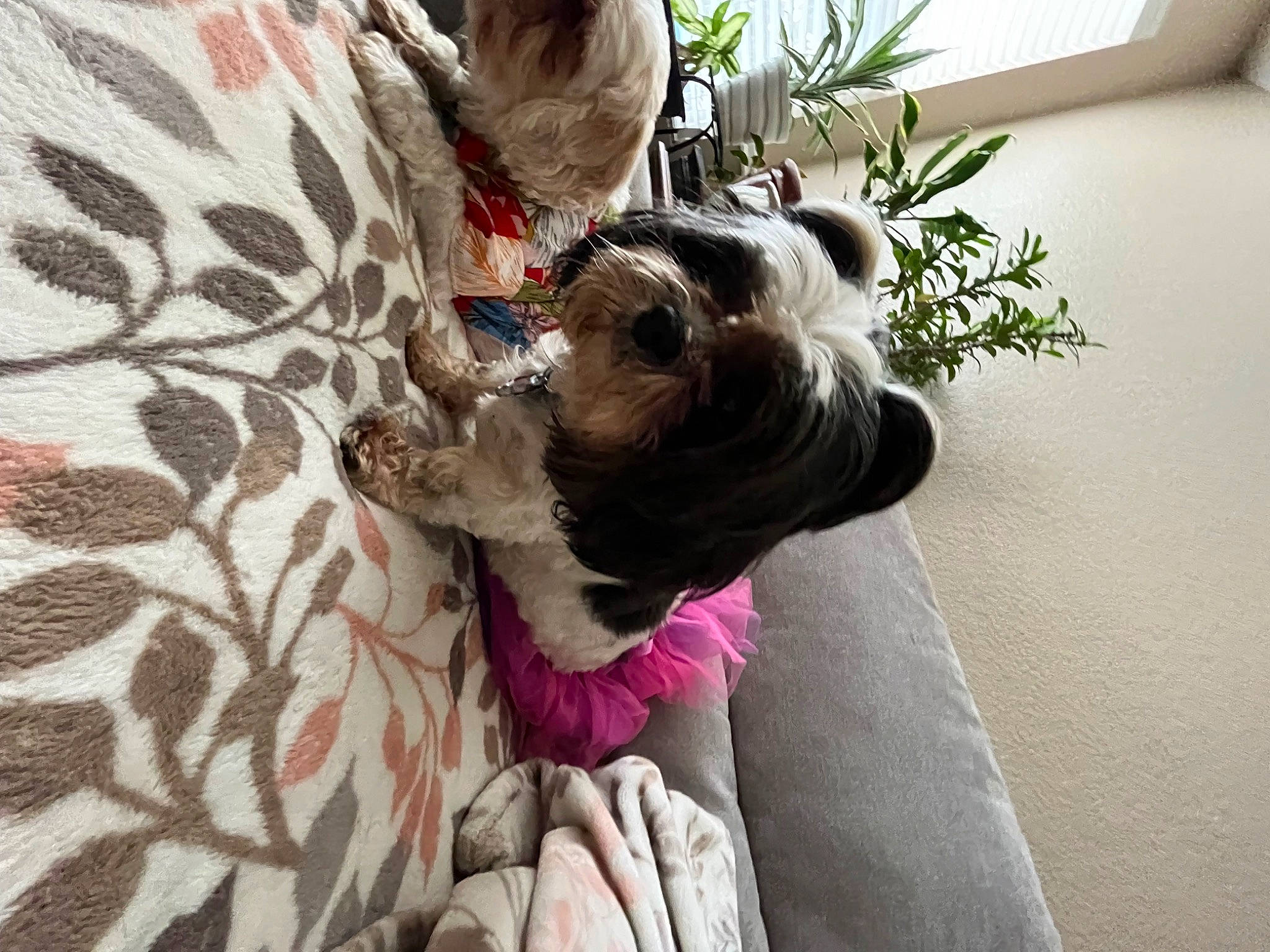 Milly joined the competition — help win amazing prizes! canidae, carnivore, collar, comfort, companion_dog, dog, dog_breed, dog_collar, dog_supply, fawn, felidae, fur, houseplant, liver, pet_supply, plant, snout, sporting_group, toy_dog, working_animal