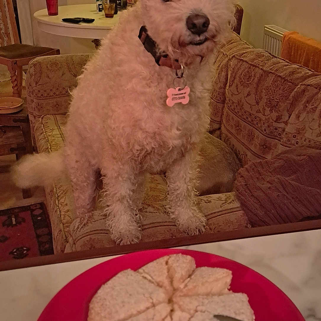 Lulu is registered to the contest to win money with this photo: baked_goods, baking, carnivore, chair, companion_dog, dessert, dishware, dog, dog_breed, food, fork, ingredient, plate, platter, recipe, serveware, sporting_group, table, tableware, toy_dog