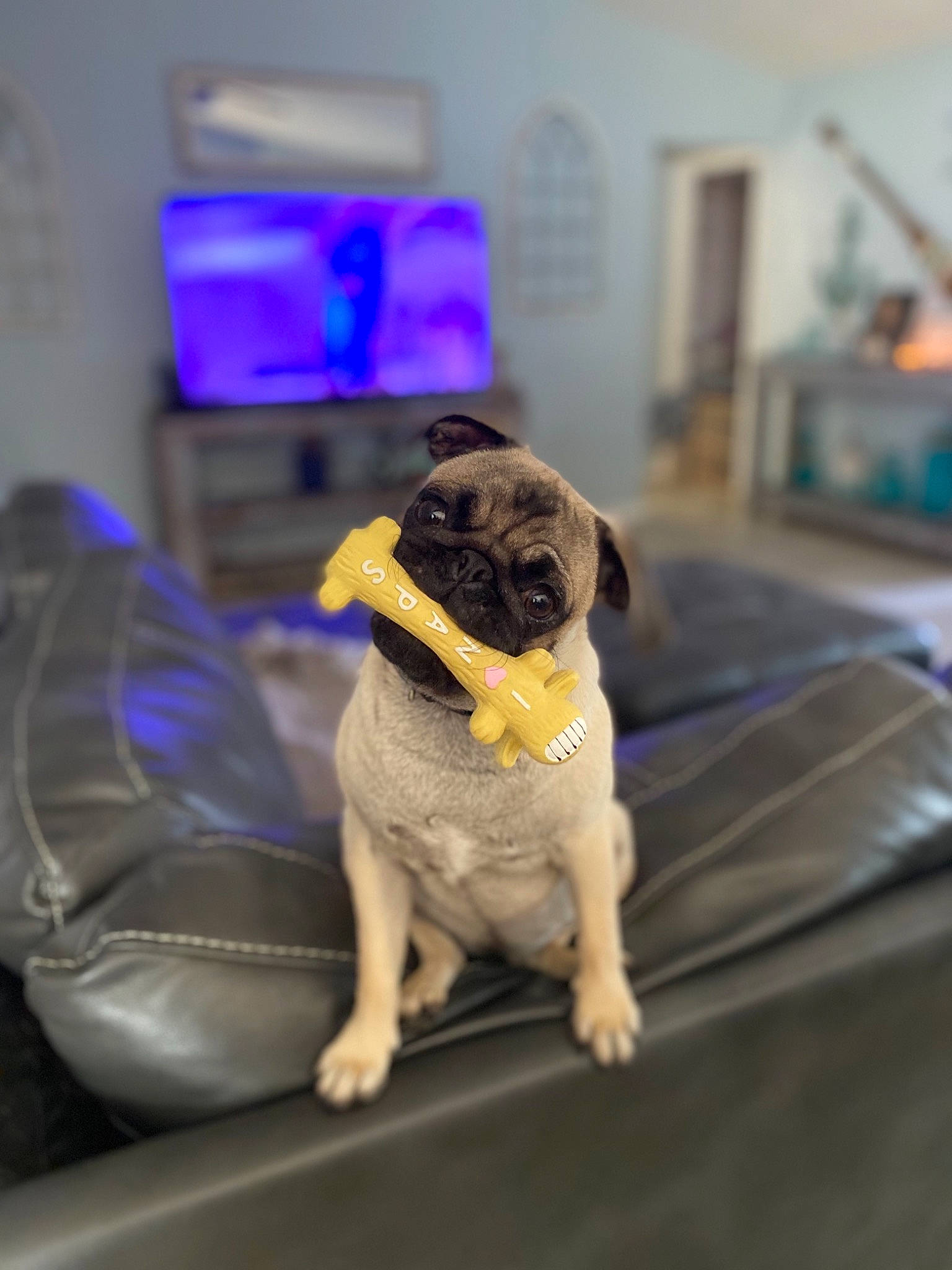 Prue joined the competition — help win amazing prizes! bullmastiff, canidae, carnivore, companion_dog, dog, dog_breed, english_mastiff, fawn, pug, puggle, puppy, snout, sporting_group, toy_dog, yellow