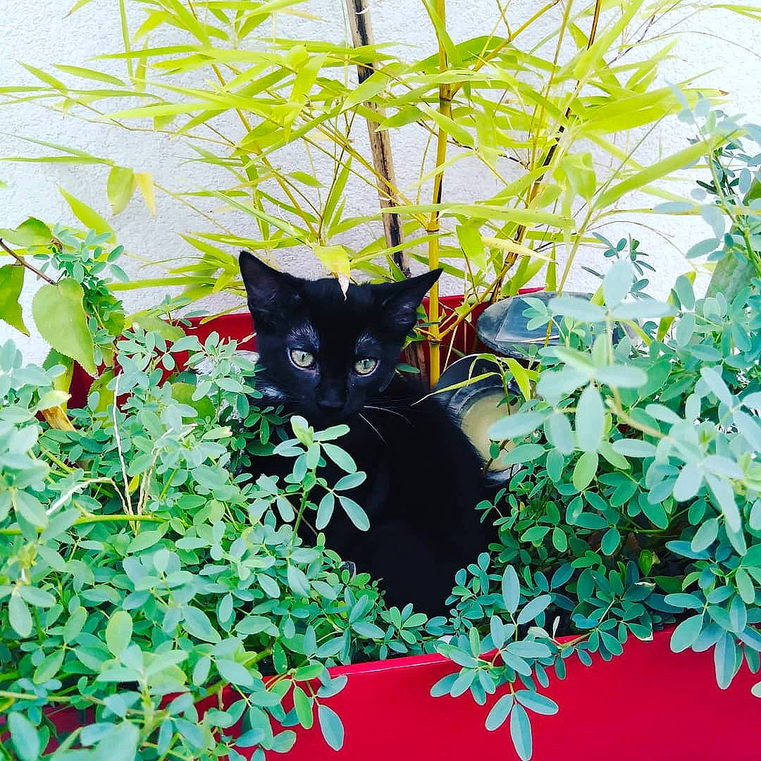 Circé a rejoint le concours — aidez-le/la à gagner de superbes lots !