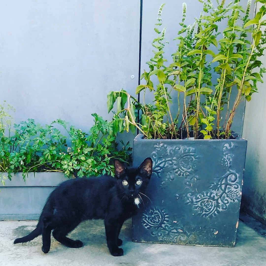 Circé a rejoint le concours — aidez-le/la à gagner de superbes lots ! black_cat, bombay, carnivore, cat, domestic_short_haired_cat, european_shorthair, felidae, flower, flowerpot, houseplant, plant, shrub, small_to_medium_sized_cats, tail, whiskers