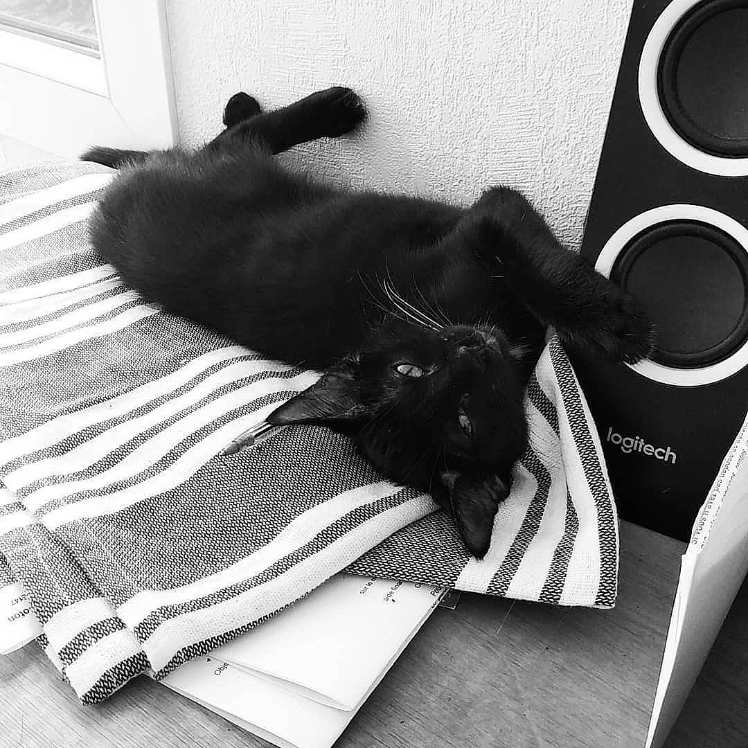 Circé participe au concours pour gagner de l'argent avec cette photo : black, black_and_white, canidae, carnivore, comfort, cup, dog, monochrome, mug, nap, non_sporting_group, photography, reading, room, sleep, stock_photography, style, white