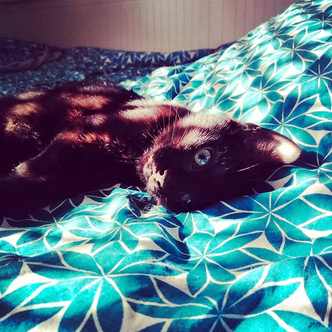 Circé a rejoint le concours — aidez-le/la à gagner de superbes lots ! fur, linens, rodent, t_shirt, whiskers