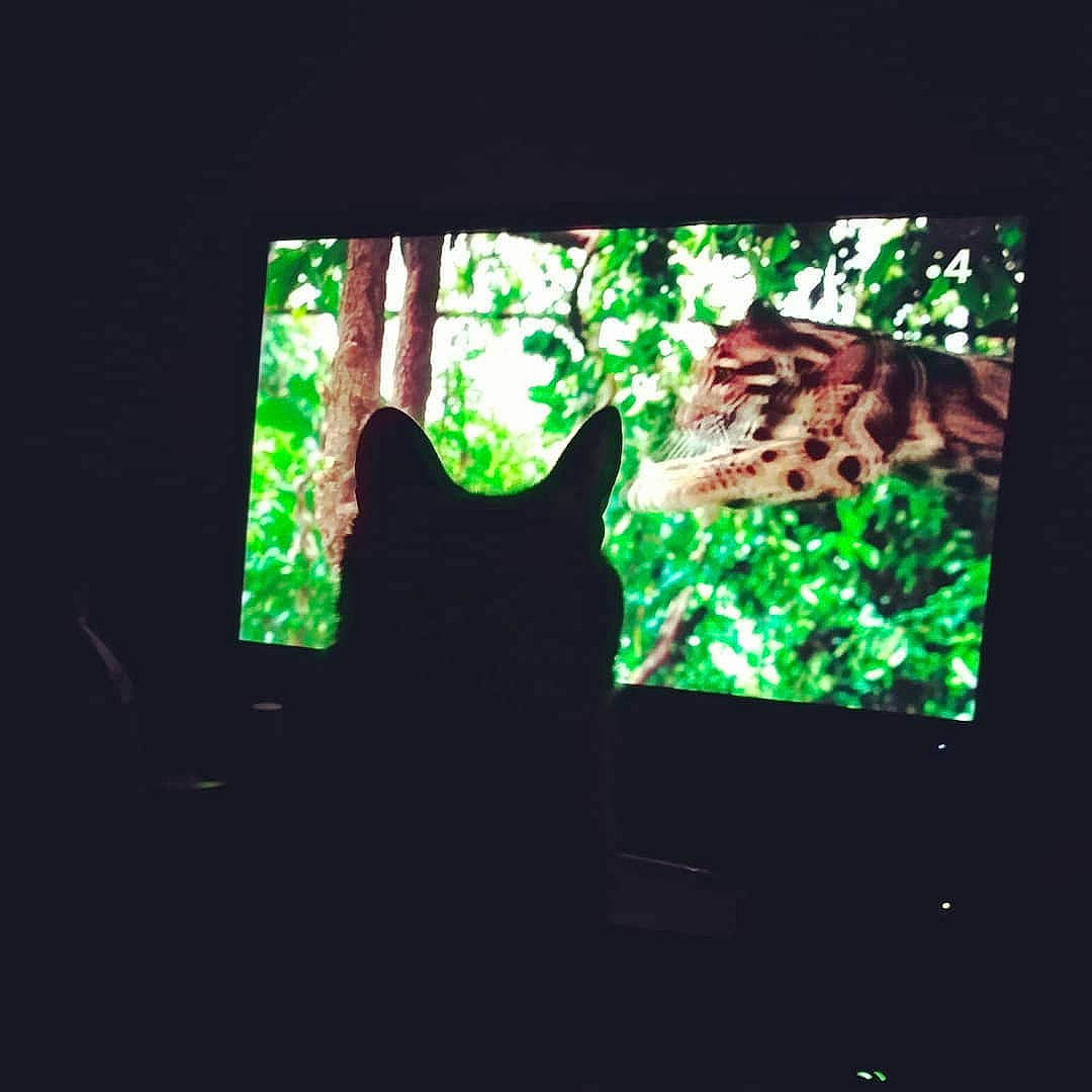 Plume a rejoint le concours — aidez-le/la à gagner de superbes lots !