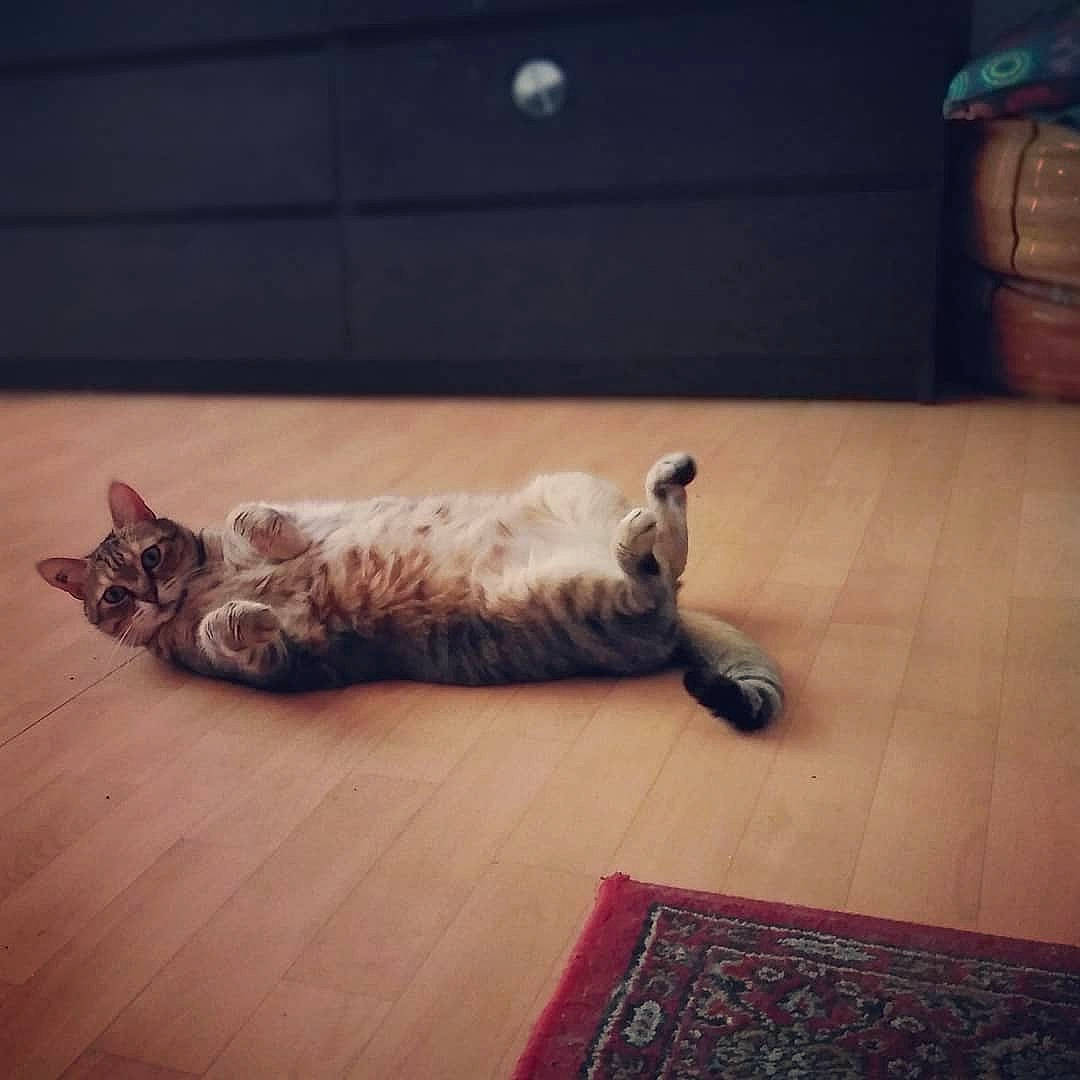 Plume participe au concours pour gagner de l'argent avec cette photo : carnivore, cat, domestic_short_haired_cat, european_shorthair, felidae, floor, flooring, fur, hardwood, kitten, leg, nap, sky, small_to_medium_sized_cats, square, tabby_cat, tail, whiskers, wood