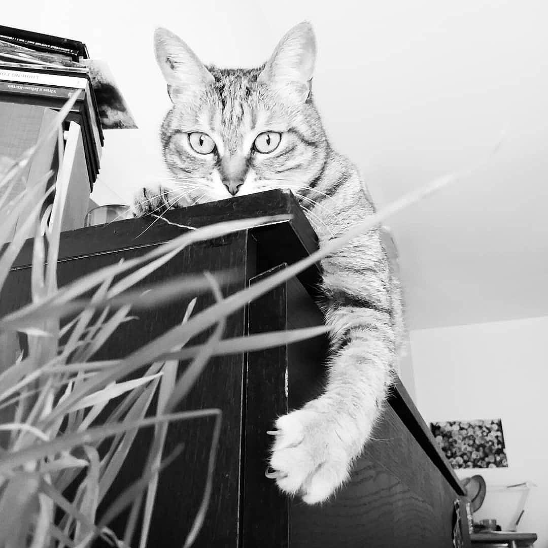 Plume a rejoint le concours — aidez-le/la à gagner de superbes lots ! aegean_cat, asian, black_and_white, carnivore, cat, domestic_short_haired_cat, european_shorthair, eye, felidae, fur, kitten, leg, monochrome, monochrome_photography, photography, small_to_medium_sized_cats, snapshot, tabby_cat, whiskers, white