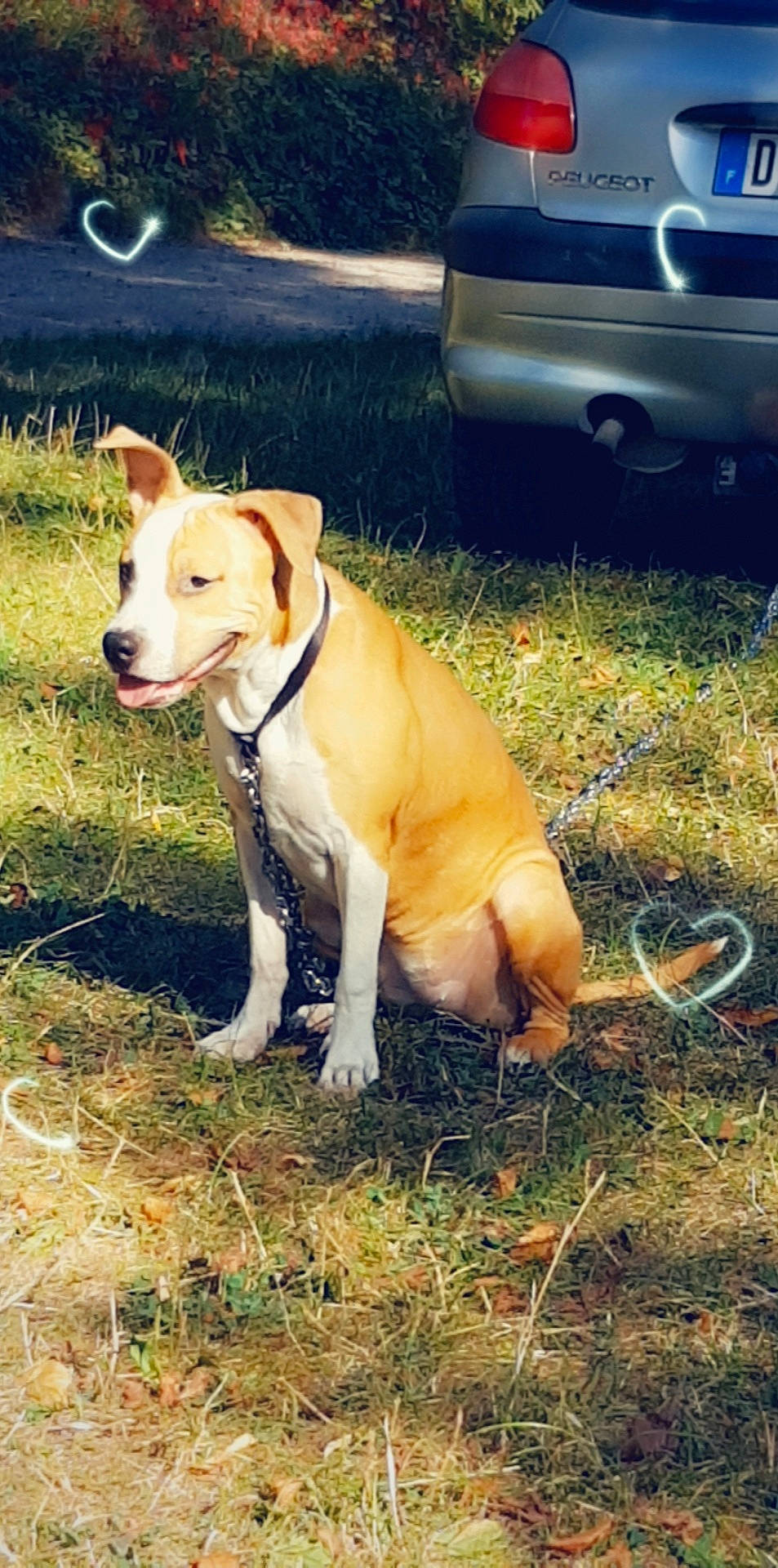 Perdita a rejoint le concours — aidez-le/la à gagner de superbes lots ! american_pit_bull_terrier, american_staffordshire_terrier, canidae, carnivore, companion_dog, dog, dog_breed, fawn, mammal, non_sporting_group, pit_bull, snout, sporting_group, terrier, vertebrate