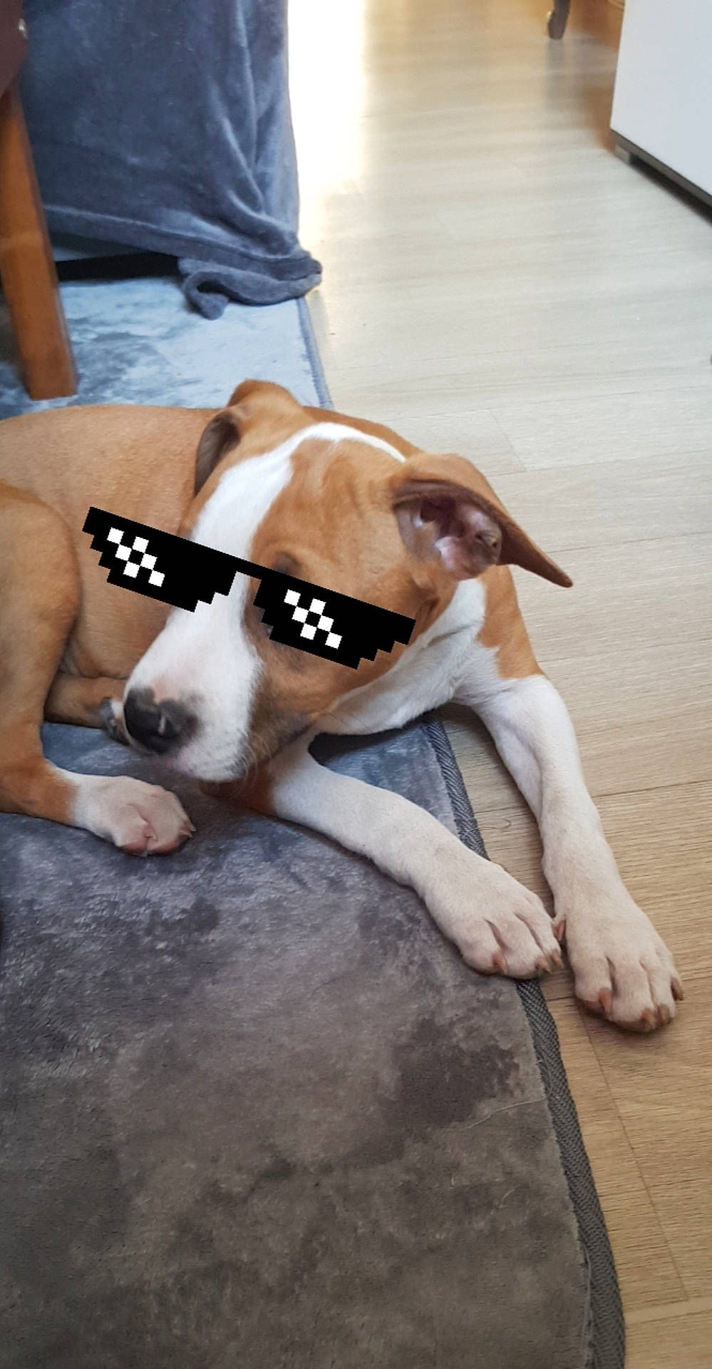 Perdita a rejoint le concours — aidez-le/la à gagner de superbes lots ! american_pit_bull_terrier, american_staffordshire_terrier, canidae, carnivore, companion_dog, dog, dog_breed, fawn, mammal, non_sporting_group, pit_bull, snout, sporting_group, vertebrate