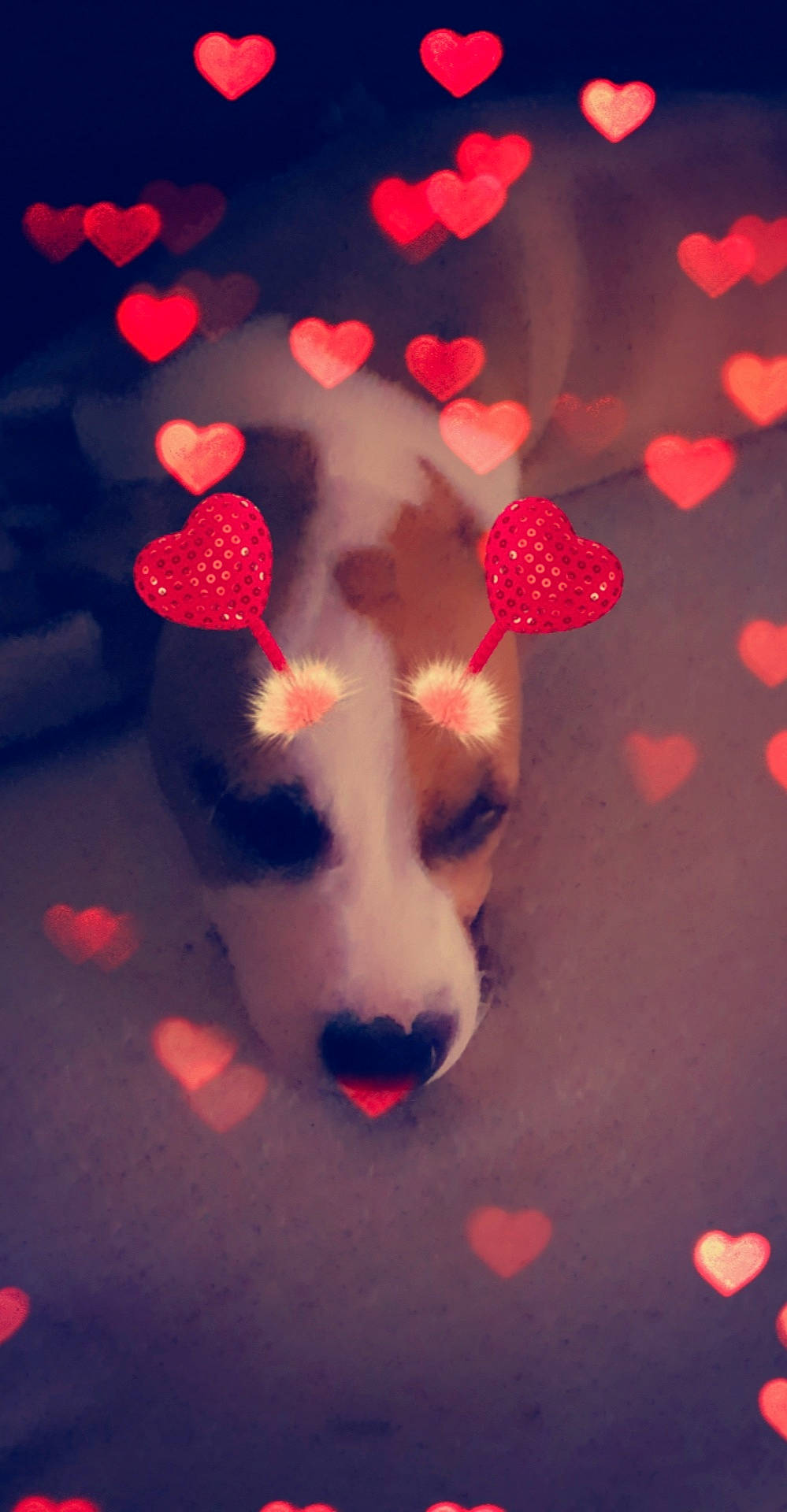 Perdita a rejoint le concours — aidez-le/la à gagner de superbes lots ! canidae, heart, love, red, valentines_day