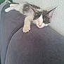 Arès a rejoint le concours — aidez-le/la à gagner de superbes lots ! animal, cat, closeup, couch, cozy, cute, domestic, fluffy, furniture, gray, indoor, kitten, paw, pet, relaxing, resting, sleeping, soft, white, young
