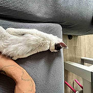 Arès a rejoint le concours — aidez-le/la à gagner de superbes lots ! animal, black_markings, cat, couch, cozy, domestic, feline, furniture, gray_couch, home, indoor, pet, pink_table_legs, relaxing, resting, table, tattoo, tattooed_arm, white_cat, wooden_floor