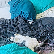 Arès participe au concours pour gagner de l'argent avec cette photo : animal, bed, blanket, cat, comfort, cozy, cute, feline, fur, gray, home, indoor, pet, pillow, relaxed, resting, sleeping, soft, tail, white