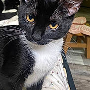 Lady Athena Rose joined the competition — help win amazing prizes! cat, tuxedo_cat, close_up, yellow_eyes, whiskers, black_and_white, pet, indoor, furniture, cushion, butterfly, floor, animal, mammal, domestic_animal, portrait, looking, sitting, fur, cute