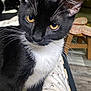 cat, tuxedo_cat, close_up, yellow_eyes, whiskers, black_and_white, pet, indoor, furniture, cushion, butterfly, floor, animal, mammal, domestic_animal, portrait, looking, sitting, fur, cute