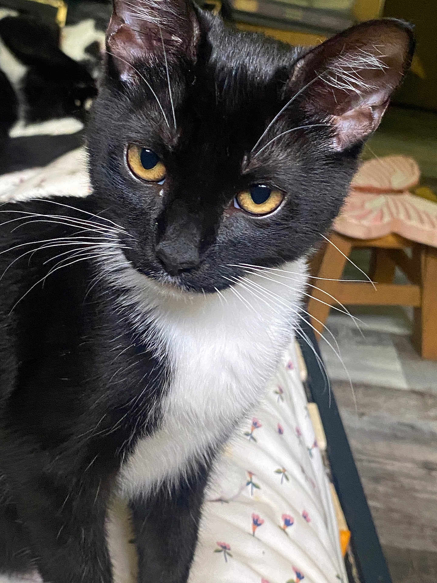 Lady Athena Rose joined the competition — help win amazing prizes! cat, tuxedo_cat, close_up, yellow_eyes, whiskers, black_and_white, pet, indoor, furniture, cushion, butterfly, floor, animal, mammal, domestic_animal, portrait, looking, sitting, fur, cute