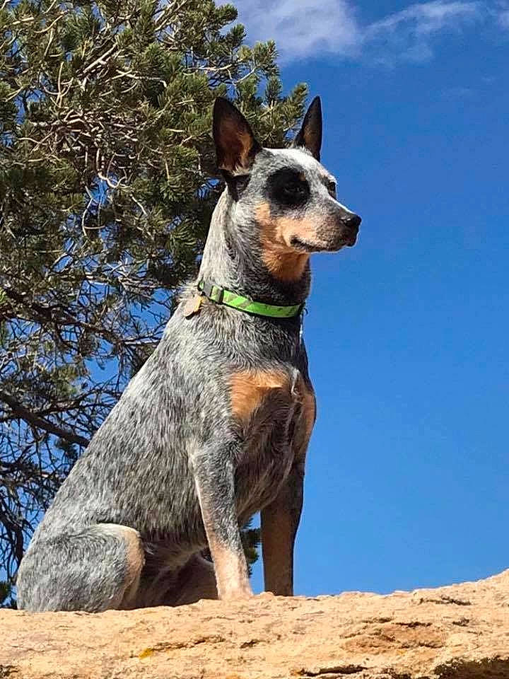 Juniper is registered to the contest to win money with this photo: australian_cattle_dog, australian_stumpy_tail_cattle_dog, canidae, carnivore, dog, dog_breed, koolie, mammal, plant, rare_breed_dog, texas_heeler, vertebrate, working_dog