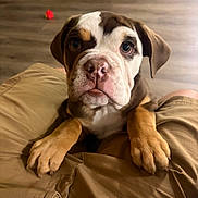Gus Gus joined the competition — help win amazing prizes! dog, puppy, bulldog, pet, animal, portrait, close_up, sitting, front_facing, brown_and_white, floppy_ears, wrinkled_face, blue_eyes, paws, indoor, home, wooden_floor, lap, toy, cute