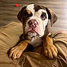 dog, puppy, bulldog, pet, animal, portrait, close_up, sitting, front_facing, brown_and_white, floppy_ears, wrinkled_face, blue_eyes, paws, indoor, home, wooden_floor, lap, toy, cute