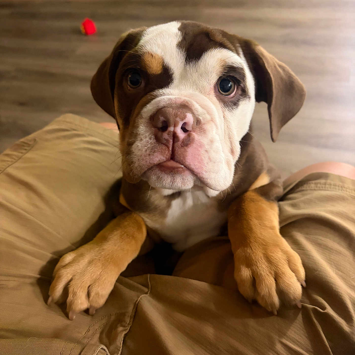 Gus Gus