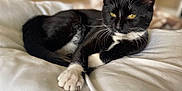 Tita joined the competition — help win amazing prizes! cat, tuxedo_cat, black_and_white, pet, animal, feline, whiskers, paws, bed, blanket, resting, indoor, cute, domestic_animal, fur, relaxed, sleepy, closeup, soft, cozy