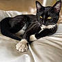 cat, tuxedo_cat, black_and_white, pet, animal, feline, whiskers, paws, bed, blanket, resting, indoor, cute, domestic_animal, fur, relaxed, sleepy, closeup, soft, cozy