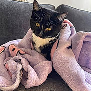 Tita joined the competition — help win amazing prizes! cat, kitten, black_and_white, blanket, purple_blanket, couch, indoor, pet, fur, whiskers, eyes, cozy, cute, animal, domestic_animal, resting, soft_texture, curious, young, comfort