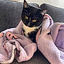 cat, kitten, black_and_white, blanket, purple_blanket, couch, indoor, pet, fur, whiskers, eyes, cozy, cute, animal, domestic_animal, resting, soft_texture, curious, young, comfort