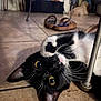 cat, tuxedo_cat, black_and_white, playful, floor, tile_floor, indoor, paw, whiskers, yellow_eyes, pet, animal, feline, curious, close_up, domestic_cat, relaxed, lying_down, household