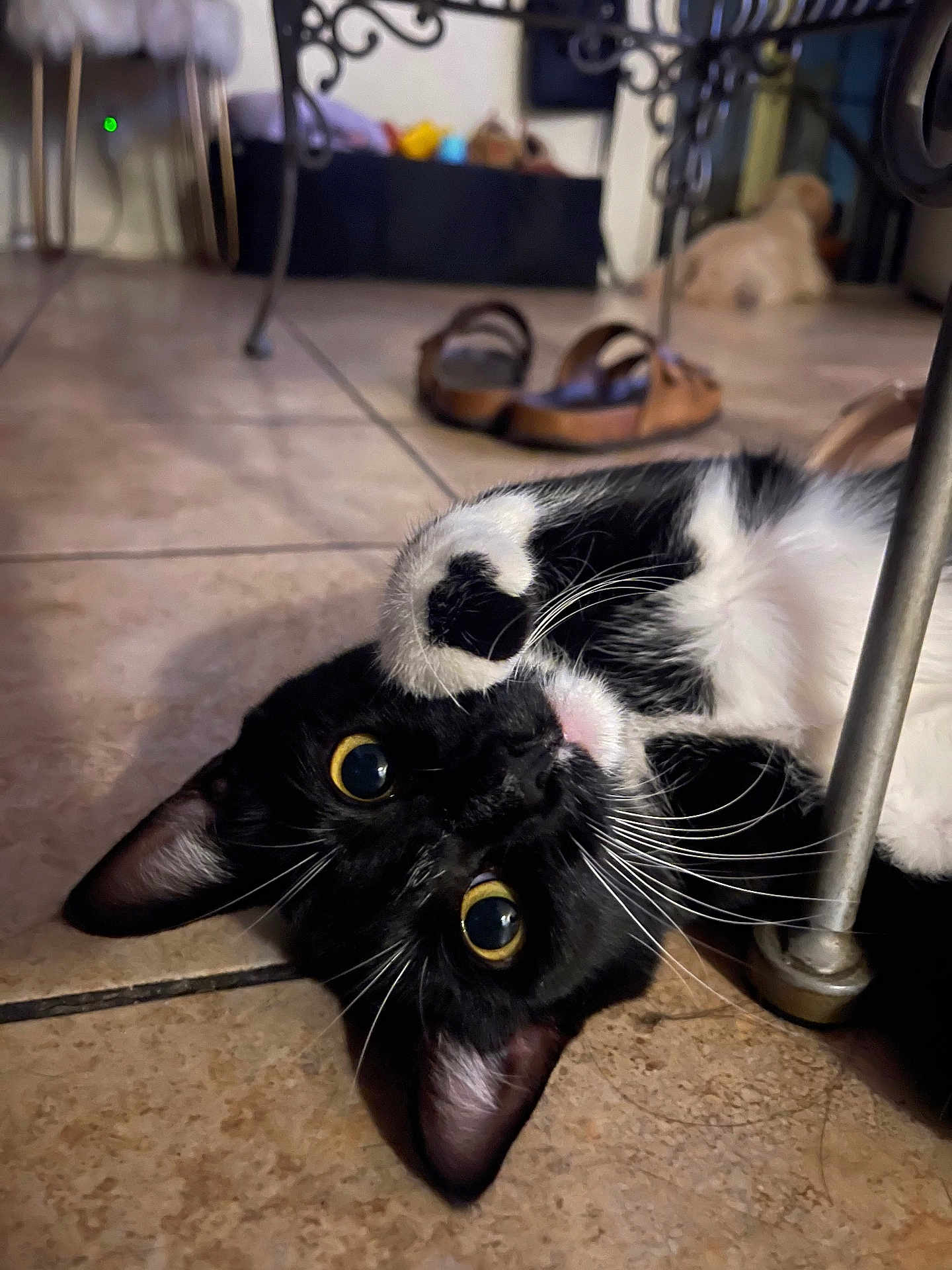 Tita is registered to the contest to win money with this photo: cat, tuxedo_cat, black_and_white, playful, floor, tile_floor, indoor, paw, whiskers, yellow_eyes, pet, animal, feline, curious, close_up, domestic_cat, relaxed, lying_down, household