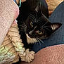 Tita joined the competition — help win amazing prizes! cat, tuxedo_cat, pet, lap, hand, blanket, fleece, jeans, whiskers, cozy, indoor, resting, curious, black_and_white, fur, clothing, texture, soft, companion, relaxation