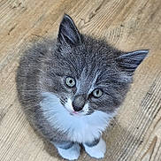 Nunu participe au concours pour gagner de l'argent avec cette photo : adorable, animal, cat, cute, ears, eyes, feline, floor, fur, gray_fur, indoor, kitten, looking_up, pet, sitting, small, whiskers, white_fur, wooden_floor, young_cat