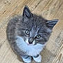 adorable, animal, cat, cute, ears, eyes, feline, floor, fur, gray_fur, indoor, kitten, looking_up, pet, sitting, small, whiskers, white_fur, wooden_floor, young_cat