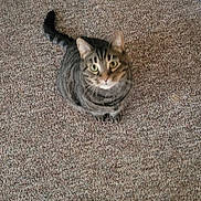 Rosa is registered to the contest to win money with this photo: animal, bare_feet, carpet, cat, closeup, curious, cute, domestic_cat, floor, fur, home, indoor, looking_up, pet, sitting, striped, tabby_cat, tail, texture, whiskers