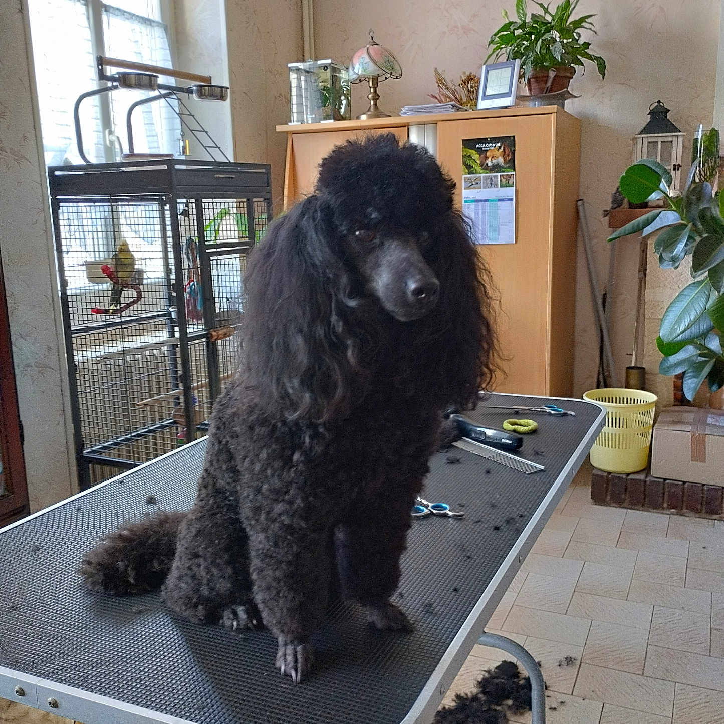 Sucrette participe au concours pour gagner de l'argent avec cette photo : animal, bird, canine, desk, dog, flower, furniture, jar, person, pet, plant, planter, plywood, poodle, pottedplant, pottery, shelf, table, vase, wood