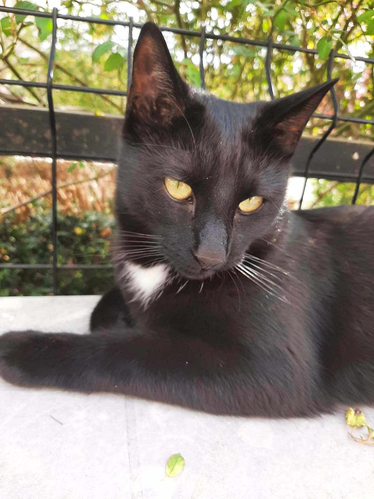 Odin a rejoint le concours — aidez-le/la à gagner de superbes lots ! cat, black_cat, yellow_eyes, white_patch, outdoor, fence, greenery, animal, pet, fur, whiskers, relaxed, resting, closeup, portrait, nature, daylight, table, leaf, calm