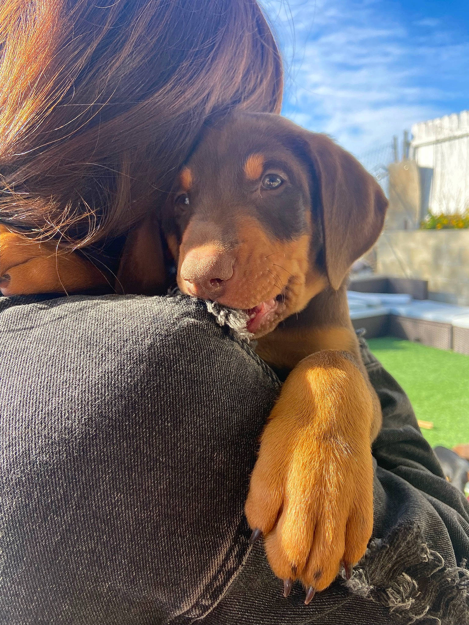 Diezel is registered to the contest to win money with this photo: carnivore, cloud, companion_dog, dog, dog_breed, fawn, fur, gesture, grass, happy, liver, long_hair, mammal, people_in_nature, sky, smile, snout, sporting_group, vertebrate, working_animal