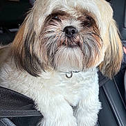 Gizmo joined the competition — help win amazing prizes! bearded, brown_fur, car, car_seat, close_up, companion_animal, dog, fluffy, funny_expression, grooming, indoors, long_hair, pet, photography, portrait, shih_tzu, sitting, small_dog, vehicle, white_fur
