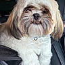 bearded, brown_fur, car, car_seat, close_up, companion_animal, dog, fluffy, funny_expression, grooming, indoors, long_hair, pet, photography, portrait, shih_tzu, sitting, small_dog, vehicle, white_fur