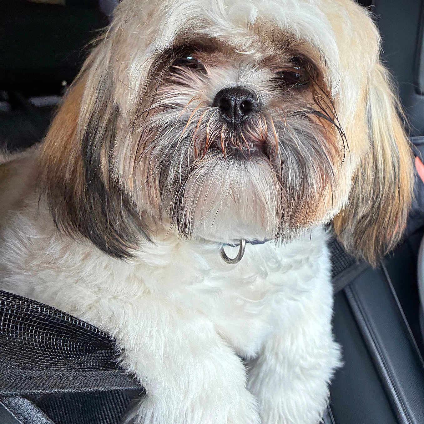 Gizmo