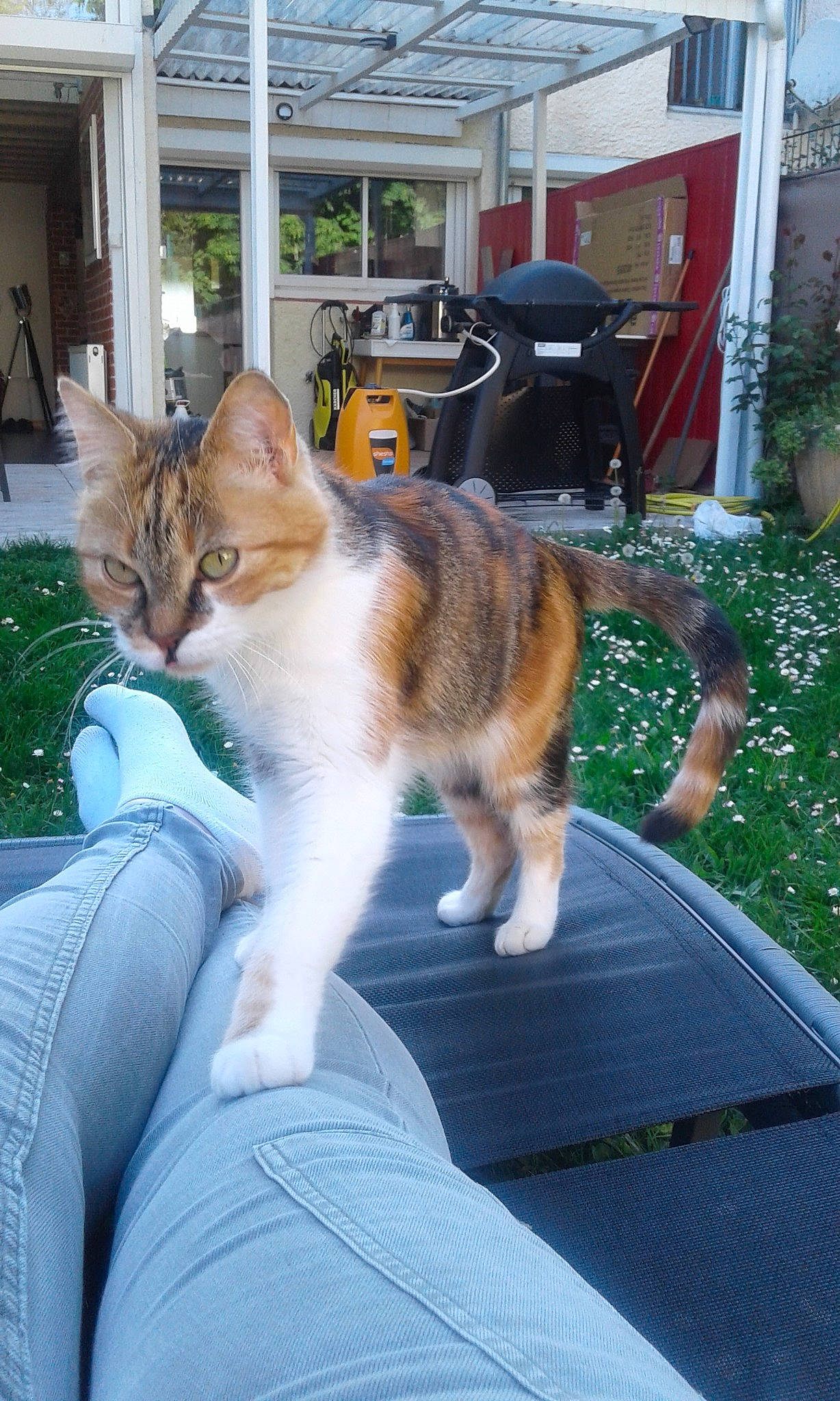 Ziva a rejoint le concours — aidez-le/la à gagner de superbes lots ! carnivore, cat, chair, comfort, domestic_short_haired_cat, fawn, felidae, fur, grass, human_leg, lap, mammal, plant, sitting, small_to_medium_sized_cats, tail, tree, whiskers, window, windshield