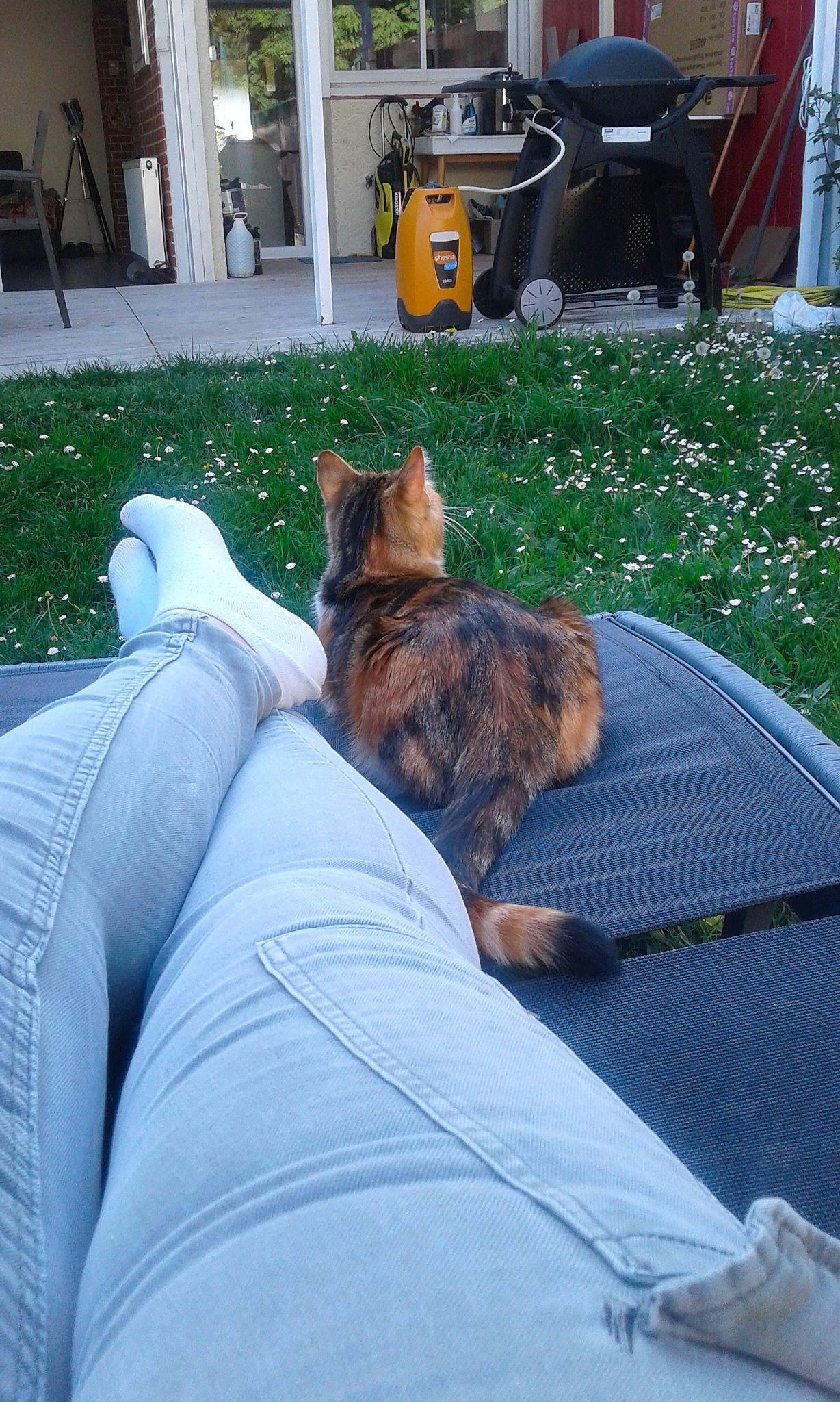 Ziva a rejoint le concours — aidez-le/la à gagner de superbes lots ! carnivore, cat, comfort, companion_dog, couch, dog_breed, fawn, felidae, flower, grass, lap, light, mammal, morning, plant, small_to_medium_sized_cats, textile, tire, vertebrate, whiskers