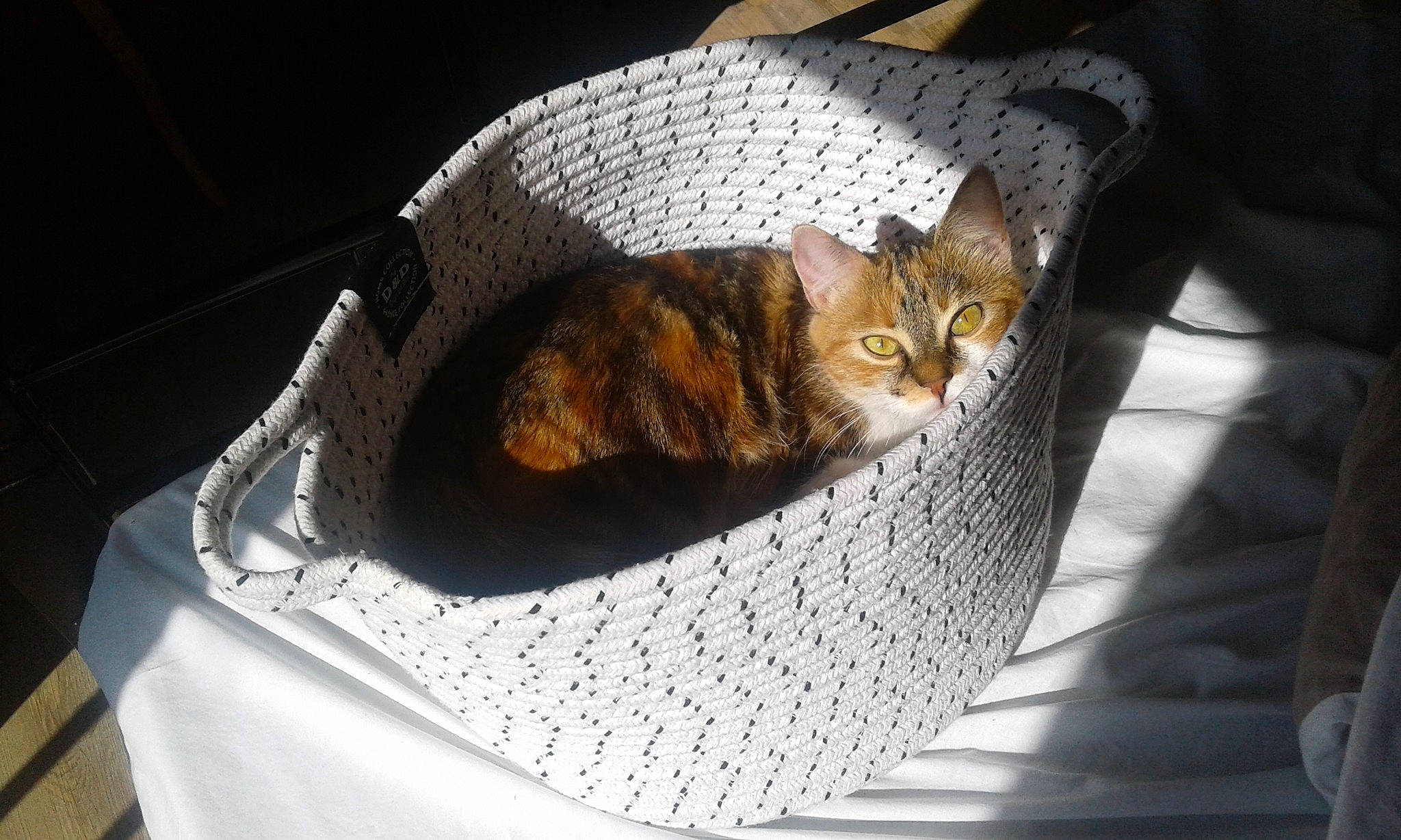 Ziva a rejoint le concours — aidez-le/la à gagner de superbes lots ! basket, carnivore, cat, cat_supply, comfort, couch, domestic_short_haired_cat, fawn, felidae, fur, linens, outdoor_furniture, small_to_medium_sized_cats, table, tablecloth, tail, tree, whiskers, wicker, wood